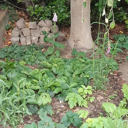 לינה וארוחת בוקר Perron 22